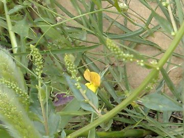 Lathyrus  di pianura e di montagna - L. annuus e L. cicera